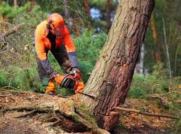 Tree and Shrub Care in Bratenahl, OH